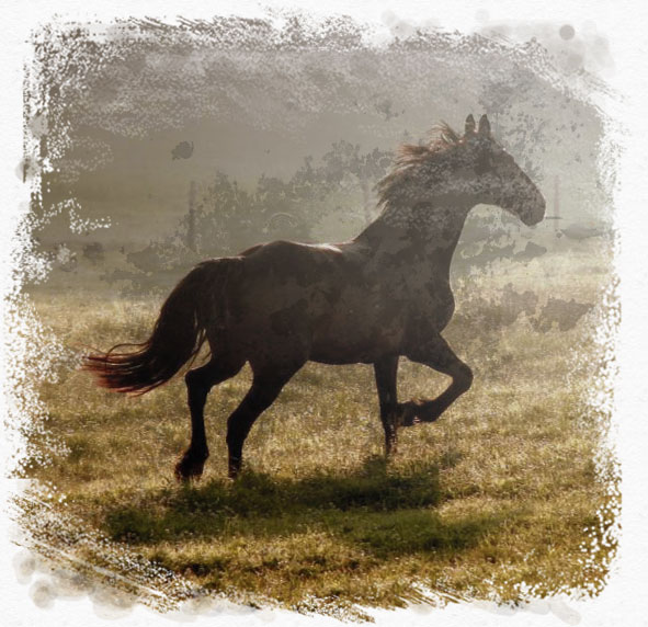home_horse_pic1.jpg