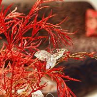 STELLA PARADISE APARTMENTS