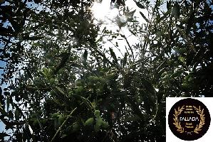 ΕΛΑΙΟΤΡΙΒΕΙΟ-ΤΥΠΟΠΟΙΗΣΗ & ΕΜΠΟΡΙΟ ΕΛΑΙΟΛΑΔΟΥ(ΠΑΠΑΔΟΜΑΝΩΛΑΚΗΣ ΝΙΚΟΛΑΟΣ)