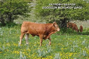 ΕΚΤΡΟΦΗ ΝΕΑΡΩΝ ΒΟΟΕΙΔΩΝ ΜΕΝΟΙΚΙΟΥ ΔΑΥΙΔ