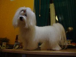 DOGS FURRY TAIL (Κυριακουλάκη Παρασκευή Α.)