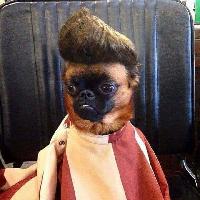 TELIS HAIRCUT