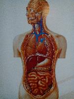 Καραγιάννης Ιωάννης Χ.